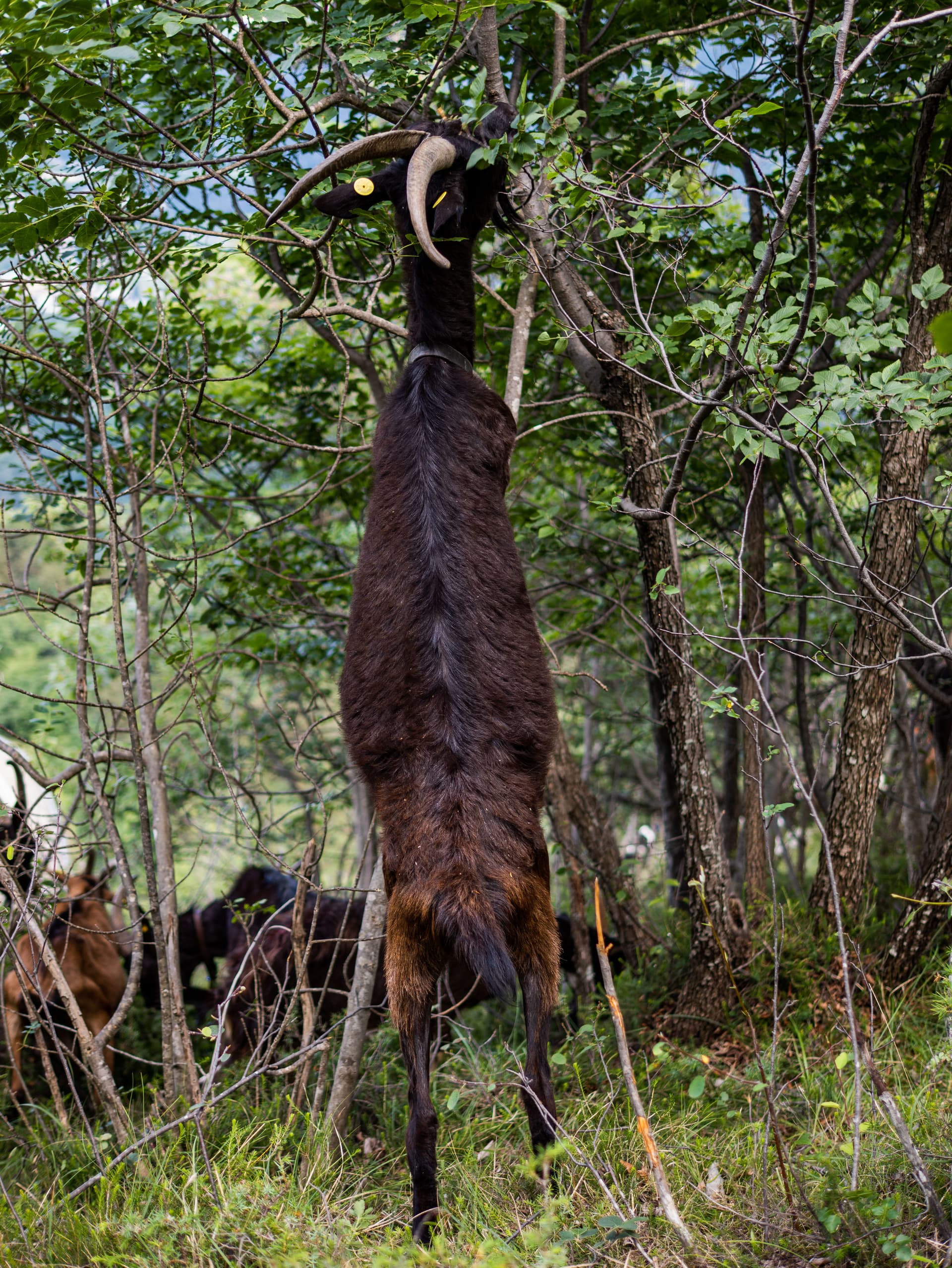 Frame from Le Capre di Margone film