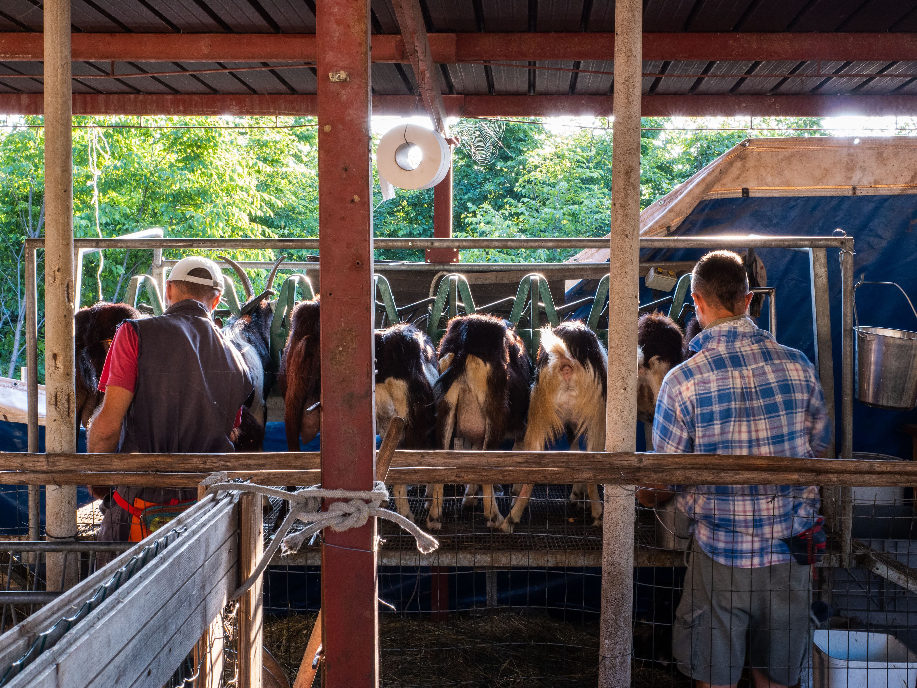 Frame from Le Capre di Margone film