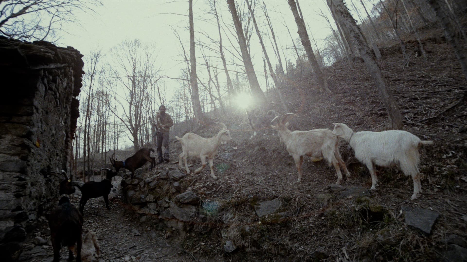 Frame from Homo Humilis film