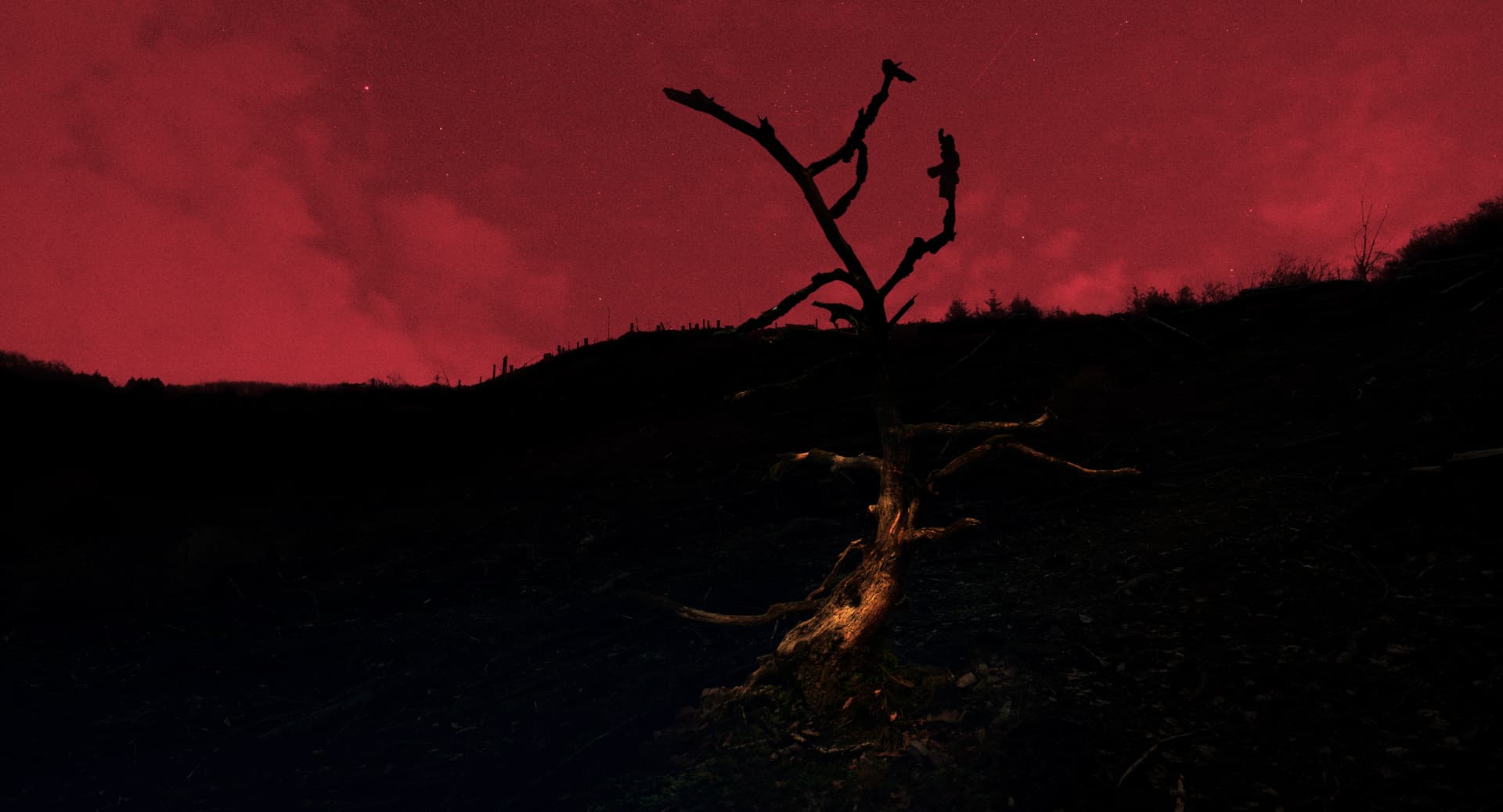 Frame from Saarvocado film