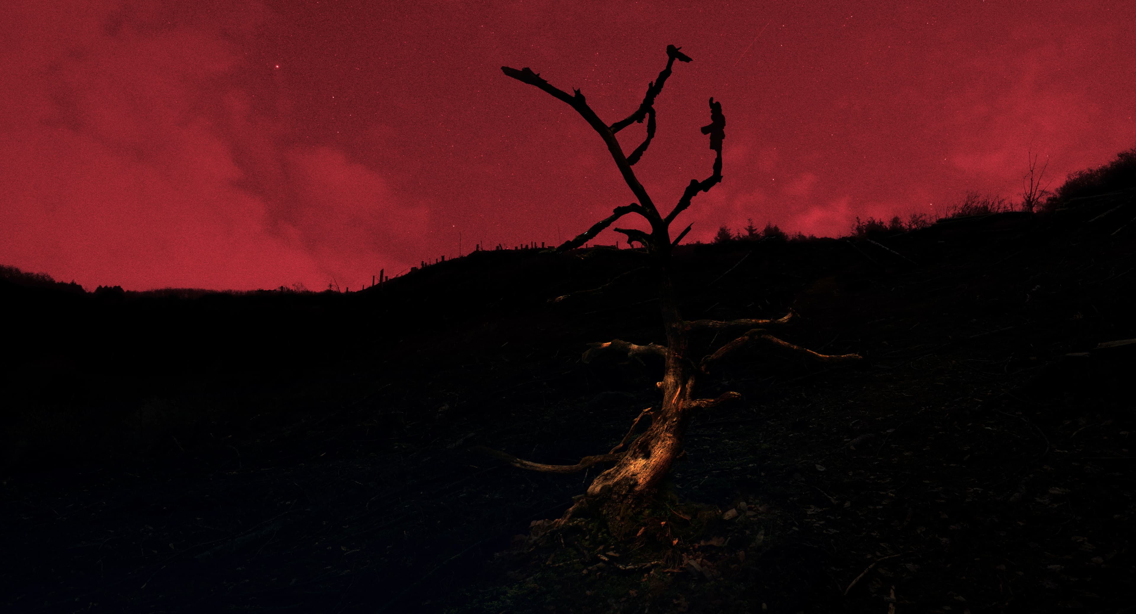 Frame from Saarvocado film