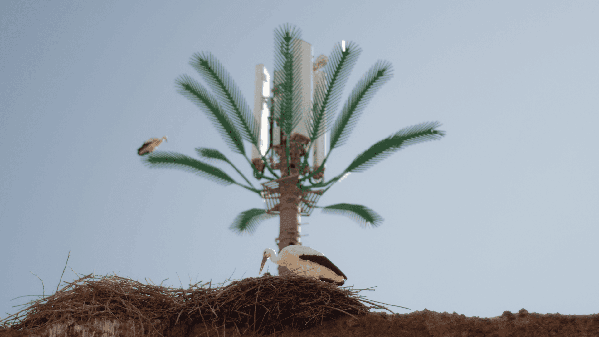 Frame from IL PERICOLO CHE SALVA film