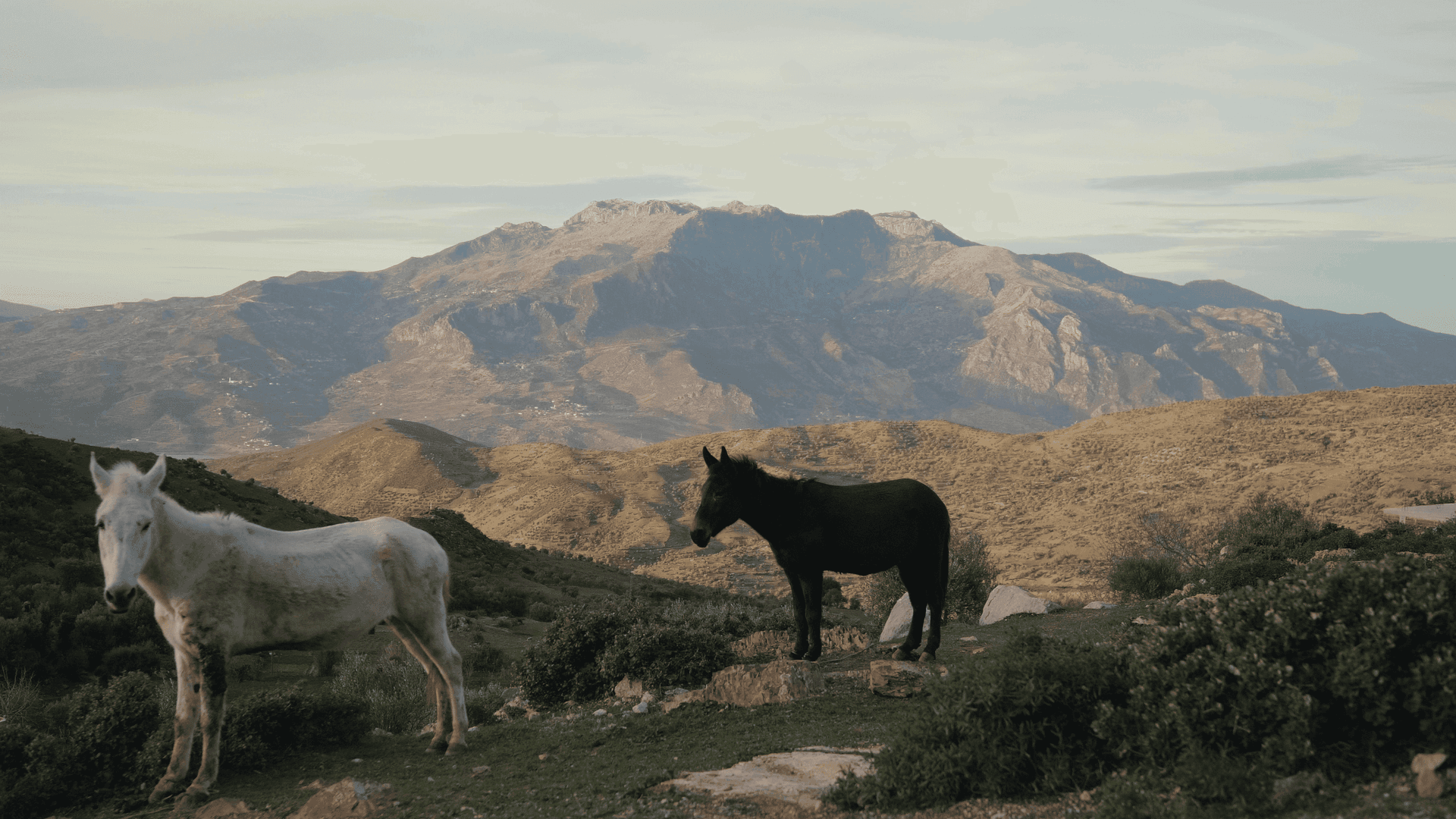 Frame from IL PERICOLO CHE SALVA film