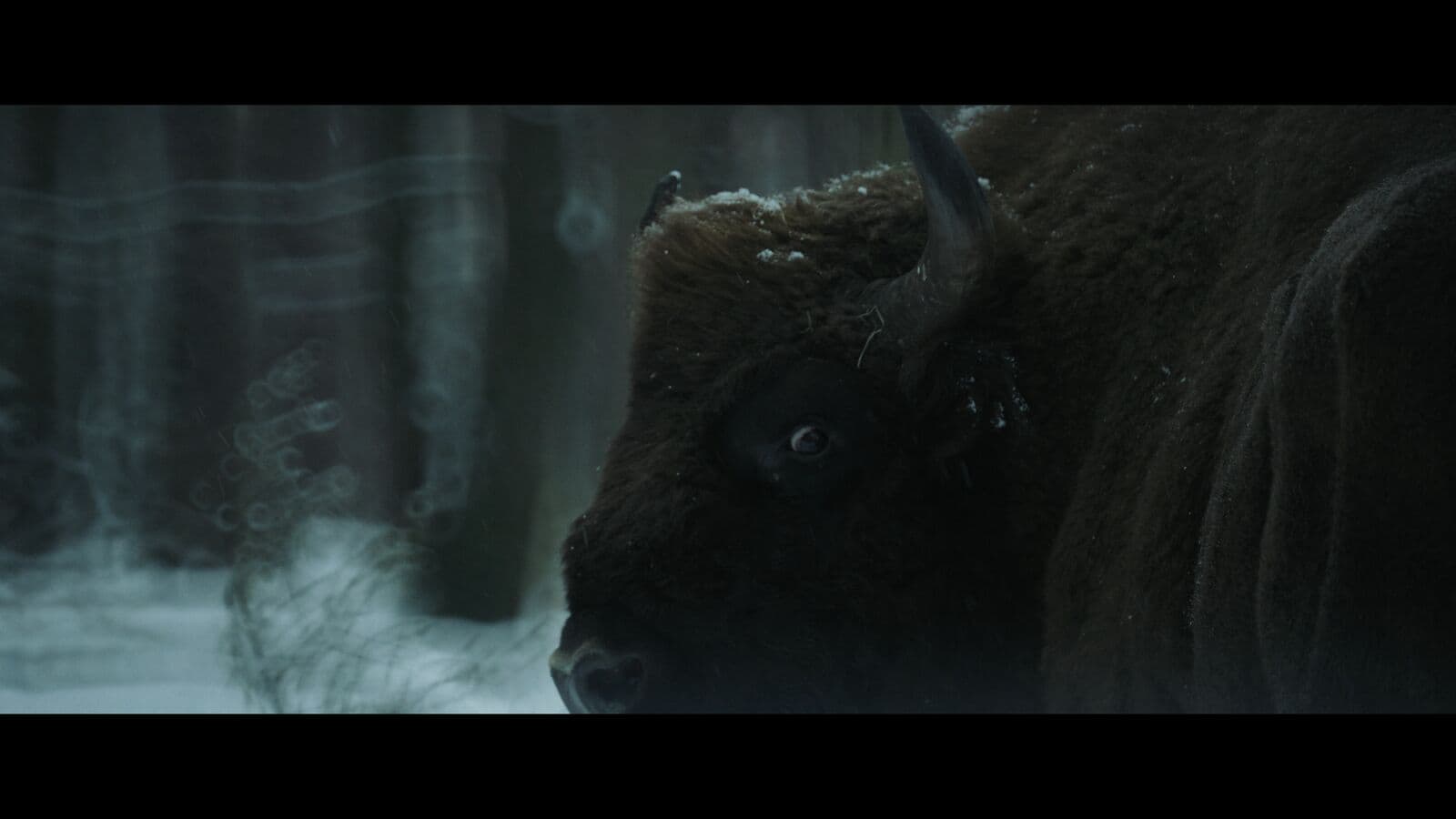 Frame from Bloodline film