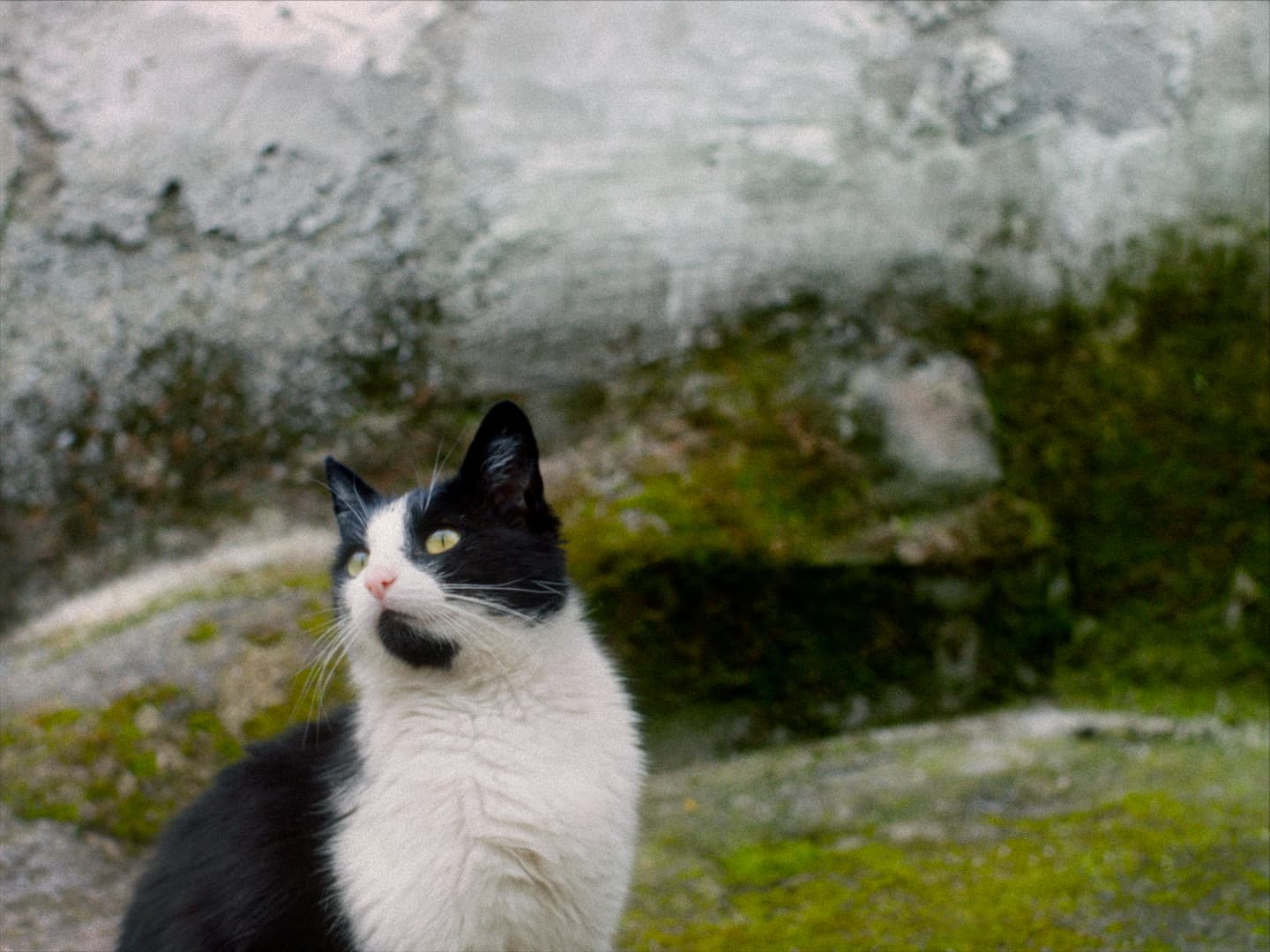 Frame from SILENT OBSERVERS film