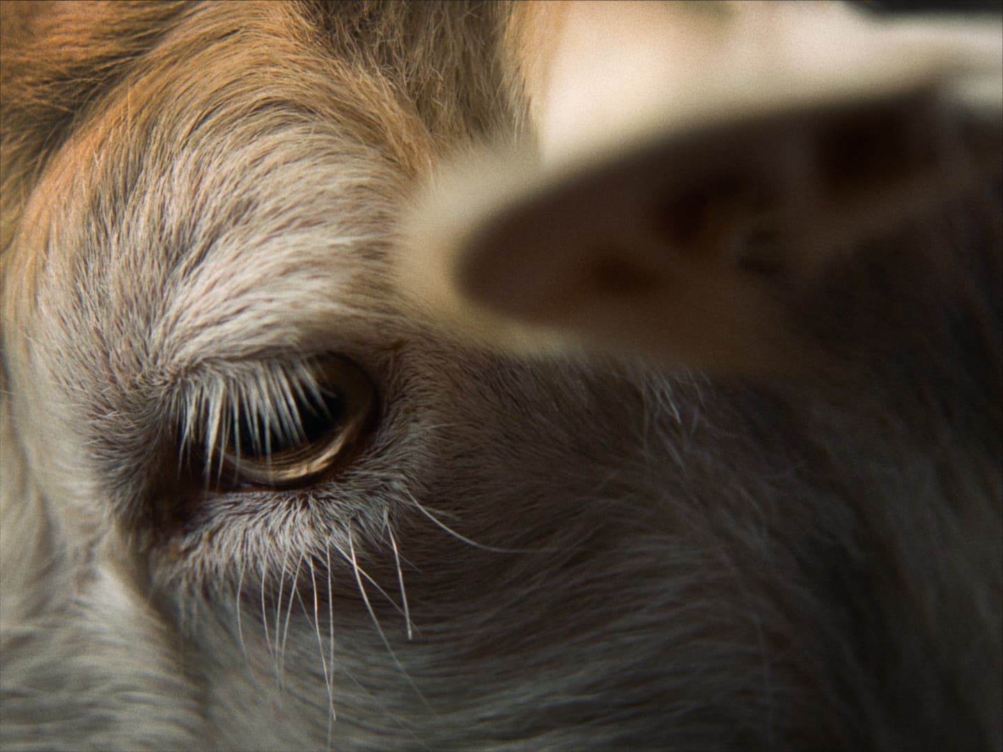 Frame from SILENT OBSERVERS film