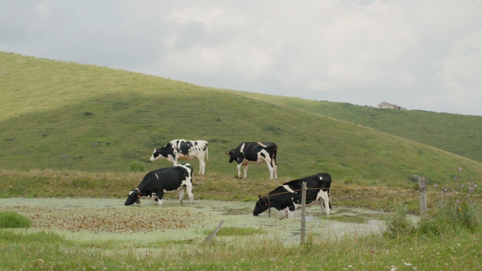 Frame from UN ANNO IN LESSINIA film